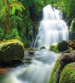 Watercolor Stream Jungle
