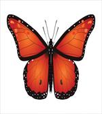 Big Monarch Breed Moth