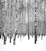 Snowy Forest Photo Woodland artwork