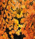 Vivid Autumn Maple Leaves