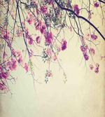 Sakura Cherry Blooms