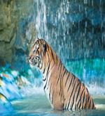 Feline Animal in Pond