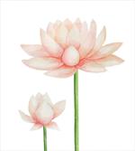 Pastel Blooming Lotus