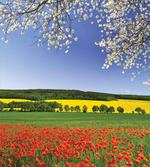 Poppy Field Landscape