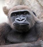 Close up Young Male Gorilla