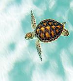 Endangered Baby Turtle