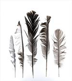 Items off of Bird's Wings