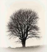 Branch Tree Field