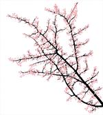 Cherry Branch Floral