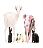 Ducks Pig Goat Bunnies