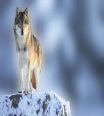 Carnivore Canine in Snow