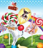 Rainbow Candies Animals