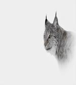 Wild Lynx Norway