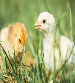 Close up Photo Baby Chickens