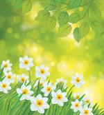 Daffodils Spring Petals