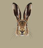 Face of a Wild Hare Realistic
