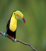 Keel Billed Toucan
