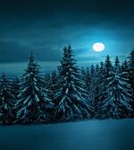 Tranquil Snowy Woodland