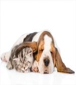 Puppy Kitten Sleeping