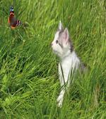 Cat and Butterfly