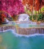 Vietnam Rain Forest