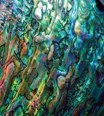 Haliotis Seashell Macro Photo artwork