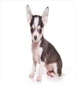 Ears Innocent Eyes