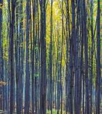 Autumn Woodland Nature