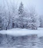 Winter Blizzard Forest artwork