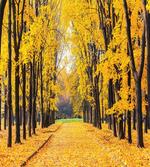 Autumn Trees Leaves