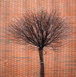 Brick Wall Lonely Fall Tree