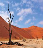 Lonely Tree in Desert artwork