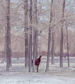Horse Forest Stands