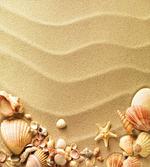 Various Seashells on Sand