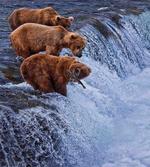 Wild Bear Fish Nature