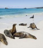 Galapagos Island Sea Lions