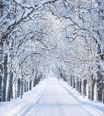 Snowy Woodland Nature