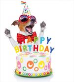 Surprise Party Dog