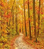 Pathway in the Wilderness