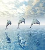 Sweet Fish on Ocean Graphic