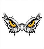 Angry Gaze of Bird of Prey