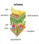 Leaf Names Theme artwork