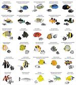 Underwater Aquatic Species
