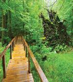 Path Rainforest Hiking