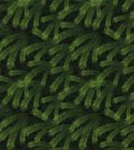 Pine Fir Coniferous Tree