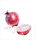 Onion Watercolors