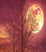 Moon Sky Dead Tree