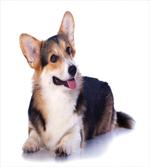 Pembroke Welsh Dog Lover Art