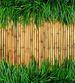 Bamboo