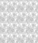 Chrysanthemum
